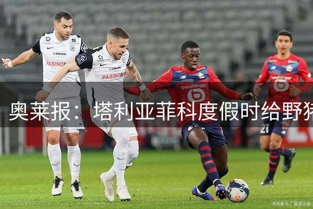 奥莱报：塔利亚菲科度假时给野猪喂食，被轻轻咬了一口